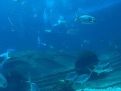 -亚特兰蒂斯•OSSIANO奥西亚诺海底餐厅