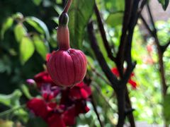 -马白开来特色羊排揪片子  (总店)