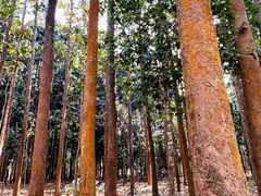 -中国科学院西双版纳热带植物园