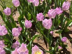 -石家庄市植物园