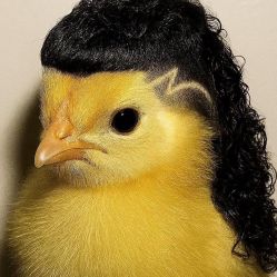 -BEAUTY HAIR GANO