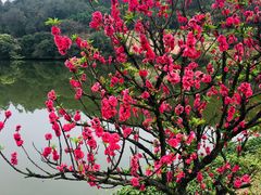 -南国桃园旅游度假区