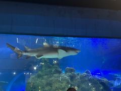 -江和美海洋公园