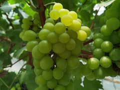 -金谷域澳洲庄园