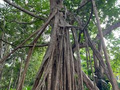 -中国科学院西双版纳热带植物园