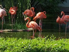 -石家庄市动物园