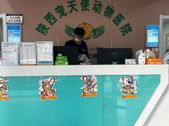 -天使宠物医院·犬猫分诊(彩虹店)