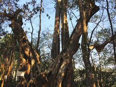 -瑞丽独树成林风景区