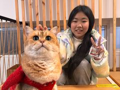 -柴迷FANS CLUB·柴犬狗咖·猫咖