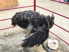 -秀丽东方