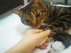 -爱侣宠医·鹦鹉专科·小型哺乳类·异宠专科(灵石路店)