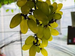 -马陆小张葡萄园农家乐