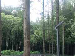 -东平国家森林公园