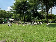 -广州长隆飞鸟乐园