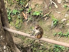 -野象谷景区