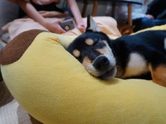 -逗柴咖啡屋·狗咖猫咖宠物桌游