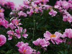 -扬州大运河文化旅游度假区·盆景园