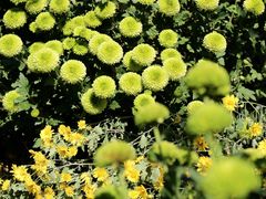 -杭州植物园