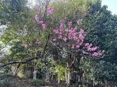 -桃花岛景观公园
