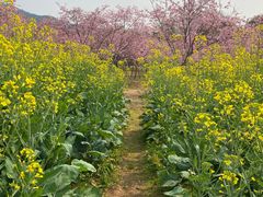 -天适樱花悠乐园
