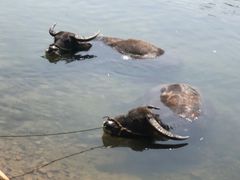 -杭州双溪漂流景区