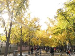 -三里屯东五街银杏大道