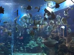 -瑞德姆美人鱼海底演艺主题餐厅(亚龙湾店)
