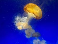 -泉城欧乐堡海洋极地世界
