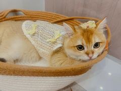 -lincat·猫舍(广州店)