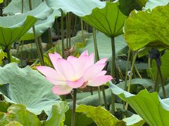 -荔湾湖公园