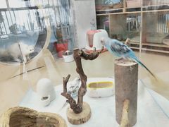 -喵宠乐园·撸猫互动·猫舍