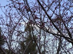 -北京西山国家森林公园