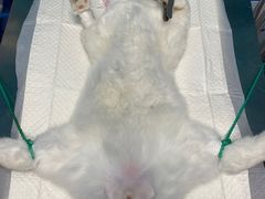 -爱诺耐芙动物医院(万博店)