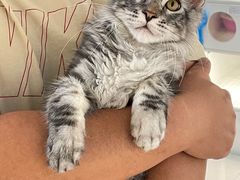 -lincat·猫舍(广州店)