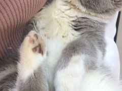 -lincat·猫舍(广州店)