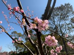 -顾村公园