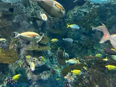 -上海海洋水族馆