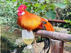 -呀路古热带植物园