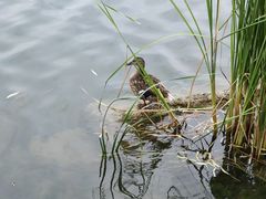 -莲花池公园