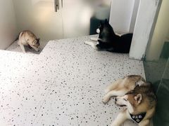 -Husky Go!哈士奇体验馆·宠物咖啡厅狗咖