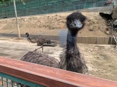 -栾川竹海野生动物园