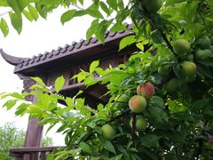 -樂桃源奉贤黄桃种植采摘基地