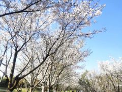 -绍兴镜湖国家城市湿地公园