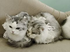 -怪兽屋·羊驼·猫咖·狗咖(俊华广场店)