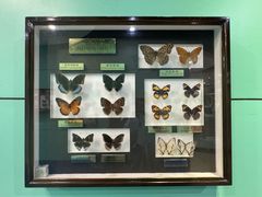 -上海昆虫博物馆