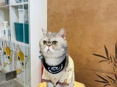 -楼上猫咖(罗湖店)