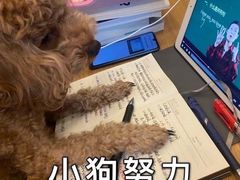 -张记炸串肠粉