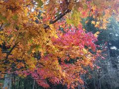 -庐山风景区花径公园