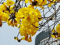 -洲头咀公园