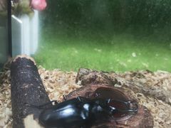 -上海昆虫博物馆